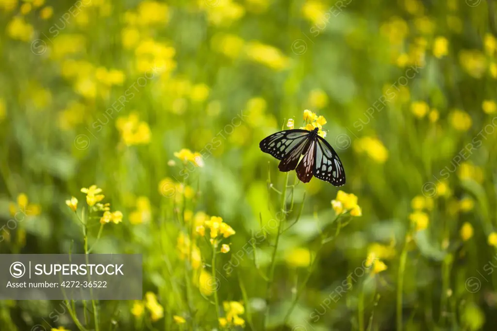 Butterfly in a canola field in the Phobjikha Valley.