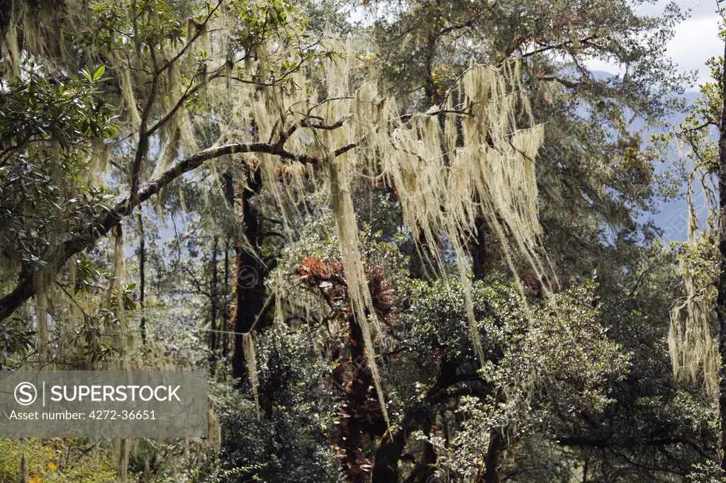 Spanish Moss draped in the trees, on the trail to Tiger's Nest Monastery.