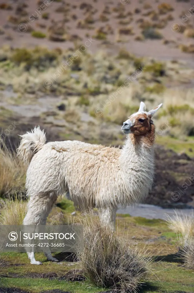 South America, Bolivia, llama on the altiplano
