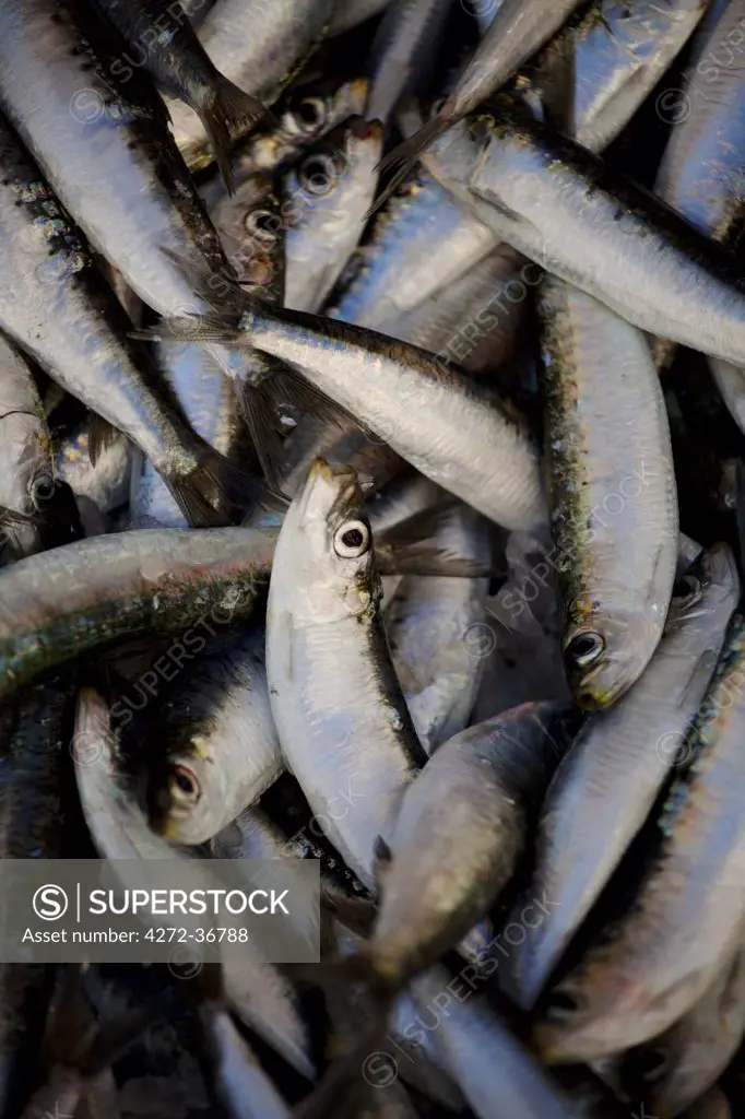 Croatia, Split, Central Europe. Fish for sale at the fish market