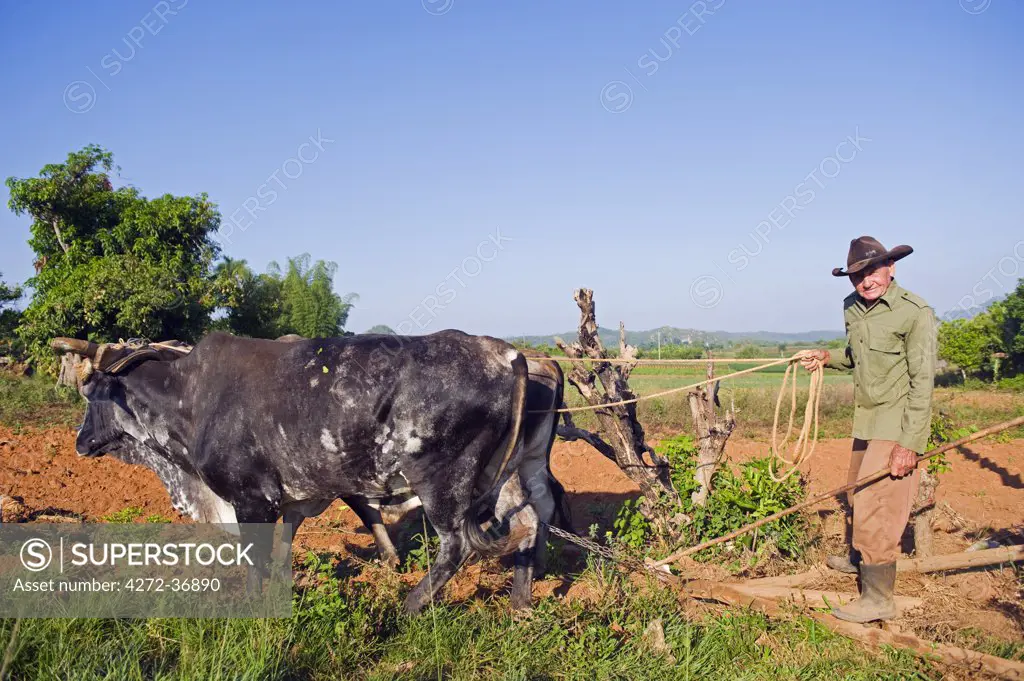 The Caribbean, West Indies, Cuba, Vinales Valley, Unesco World Heritage Site, farmer ploughing a field with oxen