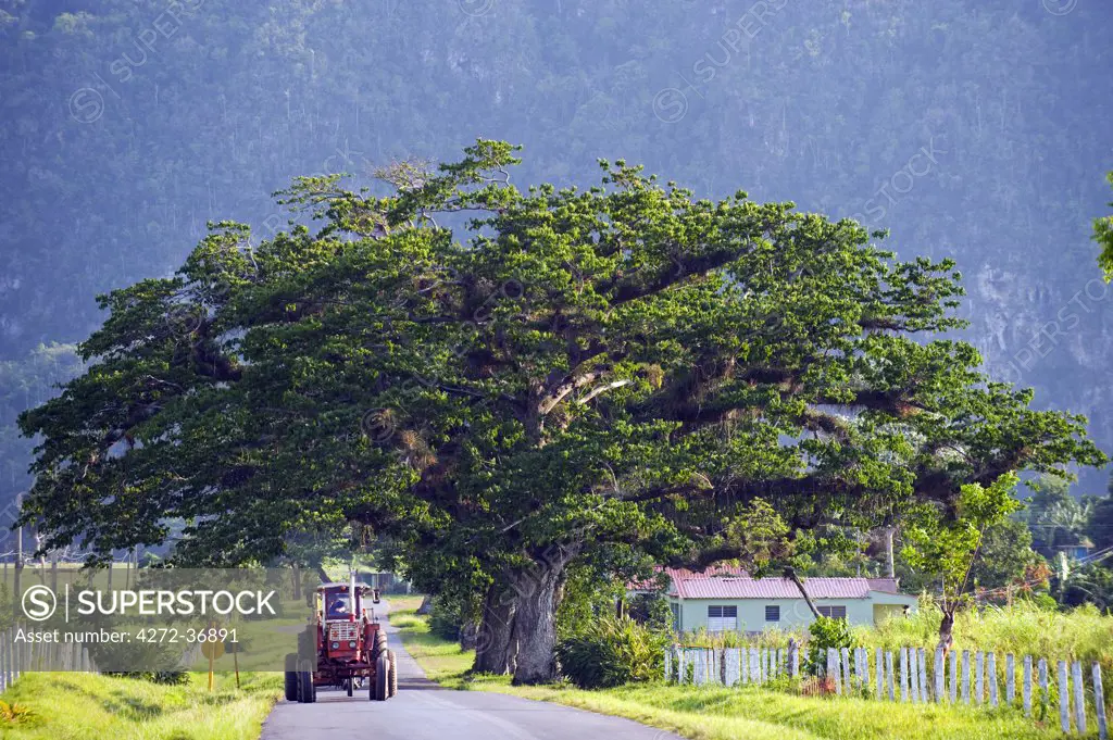 The Caribbean, West Indies, Cuba, Vinales Valley, Unesco World Heritage Site, tractor driving through an avenue of trees