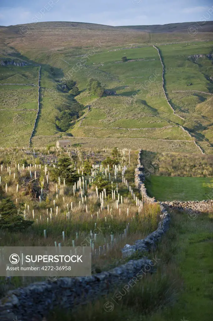 New Tree Planting in Wensleydale, Yorkshire Dales National Park, North Yorkshire