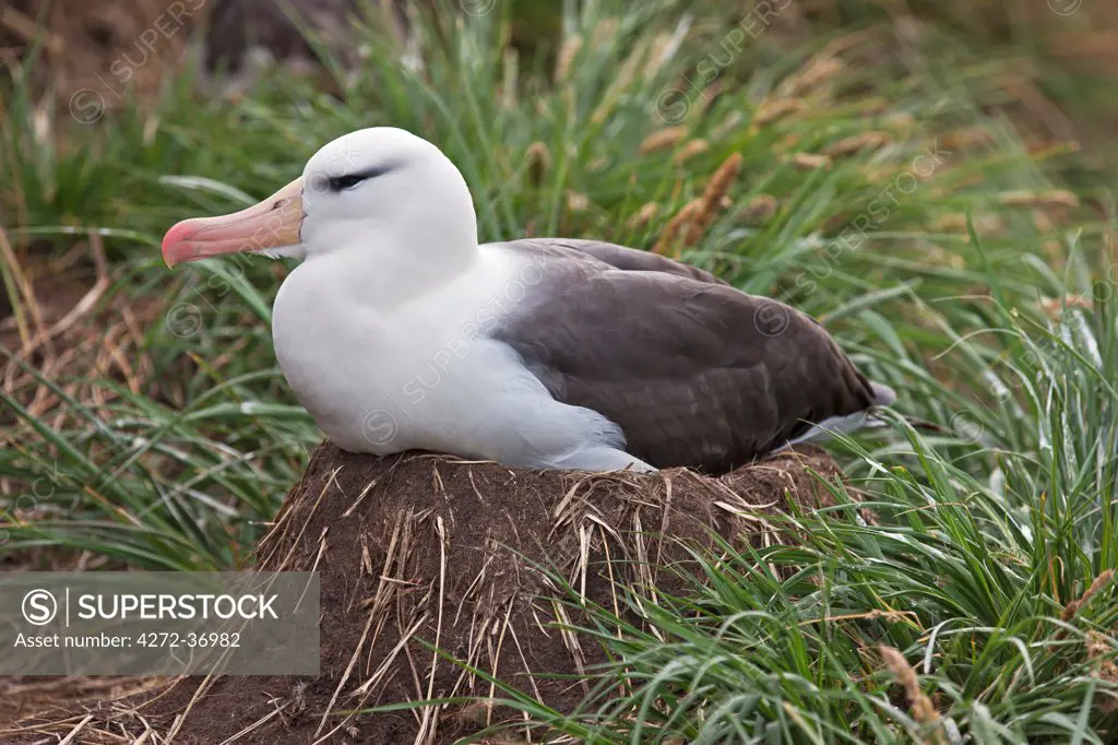 A Black-browed Albatross on its nest amongst tussock grass