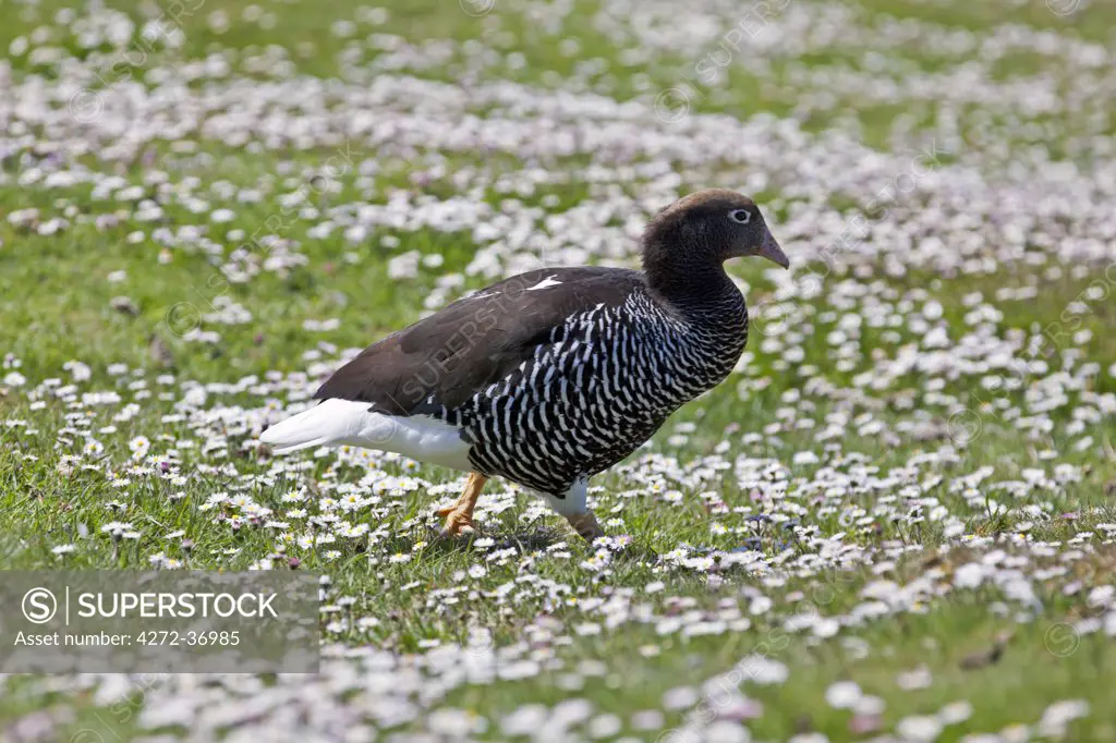 A Kelp Goose in lush pasture on West Point Island in West Falkland.