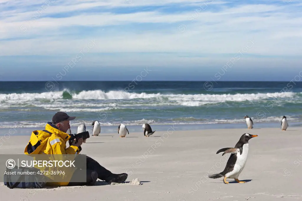 A visitor to Saunders Island photographs Gentoo Penguins on the sandy beach.  The first British garrison on the Falklands Islands was built on Saunders Island in 1765.