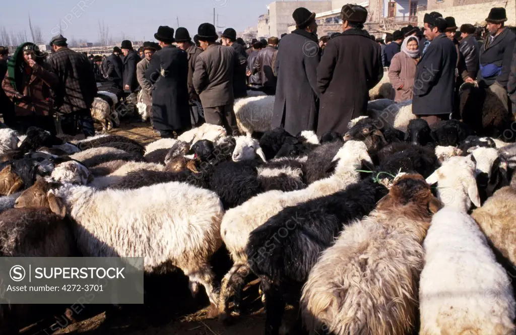 The livestock section of the Kashgar Sunday market.