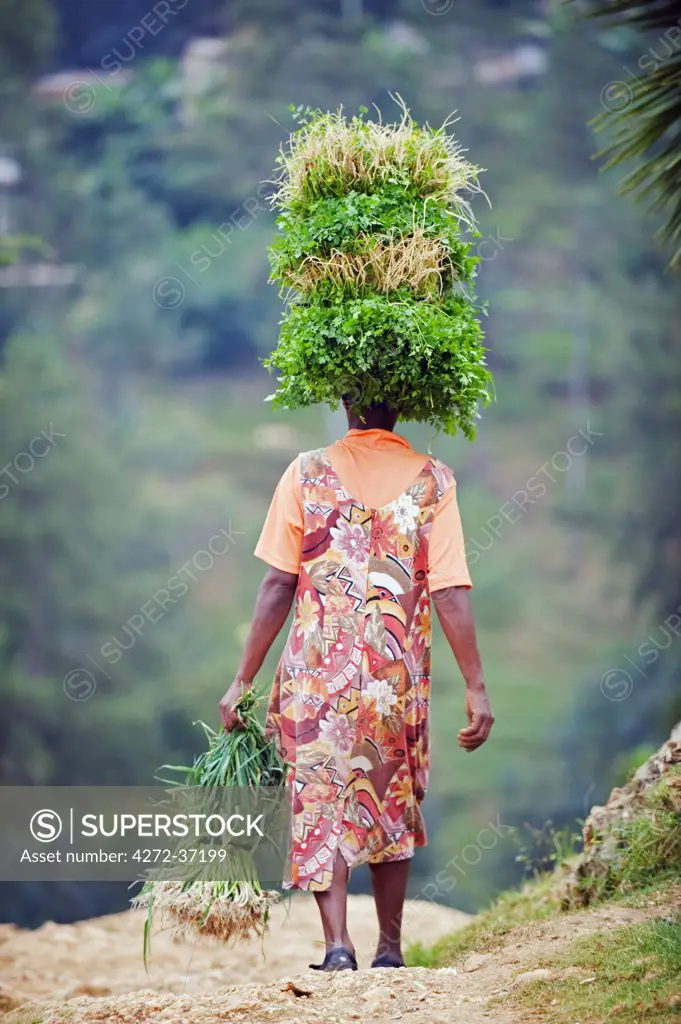 The Caribbean, Haiti, Port of Prince, Kenscoff mountains, a woman carrying vegetables on her head
