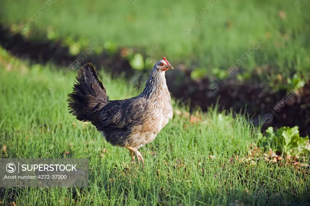 The Caribbean, Haiti, Port of Prince, Kenscoff mountains, chicken and chick