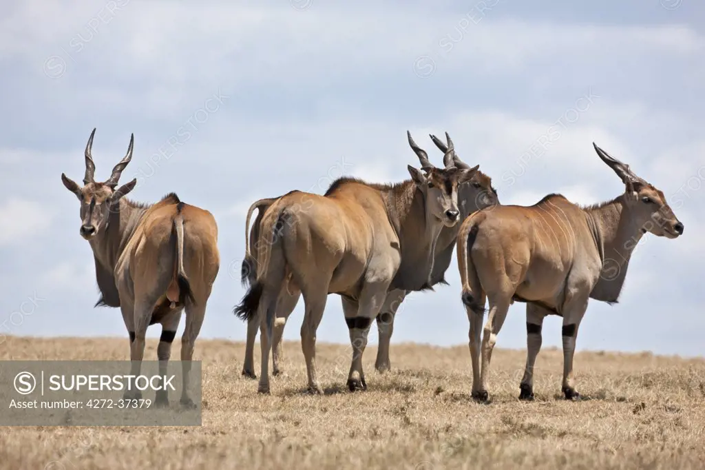 A small herd of Eland in Solio Game Ranch.
