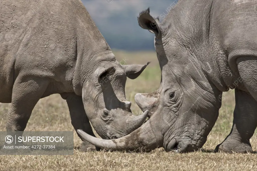 A juveline black rhino spars with a bull white rhino.