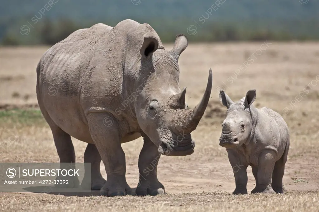 A white rhino mother and calf.