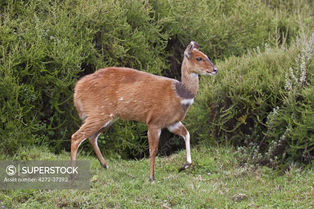 A female bushbuck on the moorlands of the Aberdare Mountains of Central Kenya.