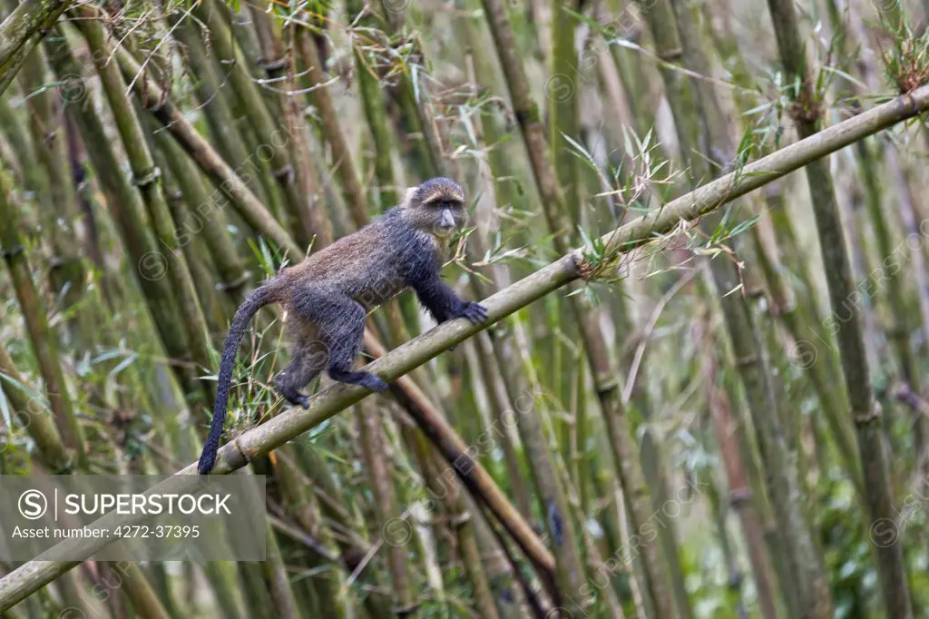 A young Sykes monkey in the bamboo forest of the Aberdare Mountains.