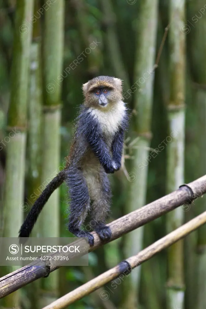 A young Sykes monkey balancing on bamboo in the Aberdare Mountains of Central Kenya.