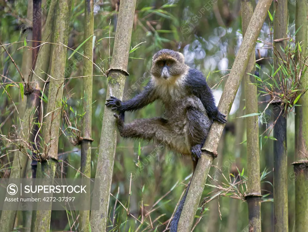 A Sykes monkey balancing in the bamboo forest of the Aberdare Mountains.
