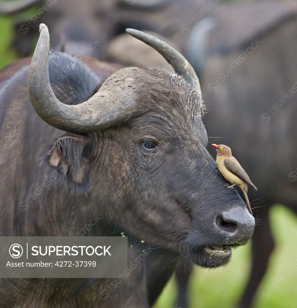An African buffalo squints at a Red-billed Oxpecker, or tick bird, perched on its nose.