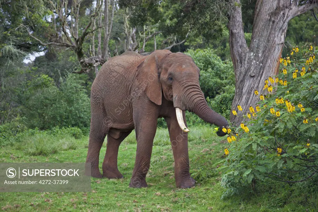 An African bull elephant feeding on Crotalaria and Cassia in a forest glade of the Aberdare Mountains.