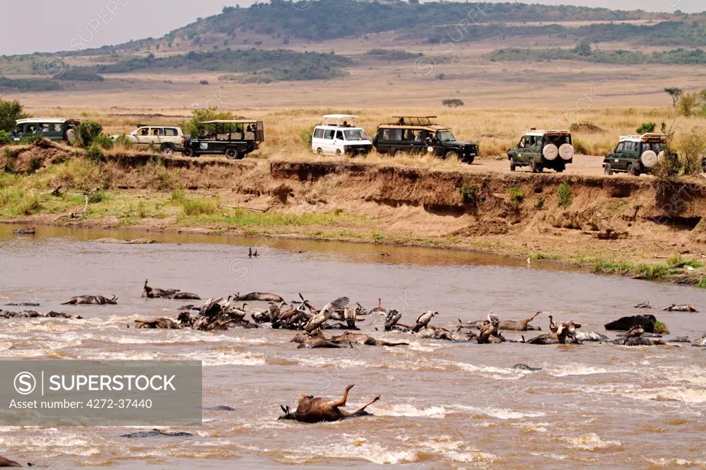 Safari vehicles lined up at a Mara River crossing to witness the Great Migration, Masai Mara, Kenya. 