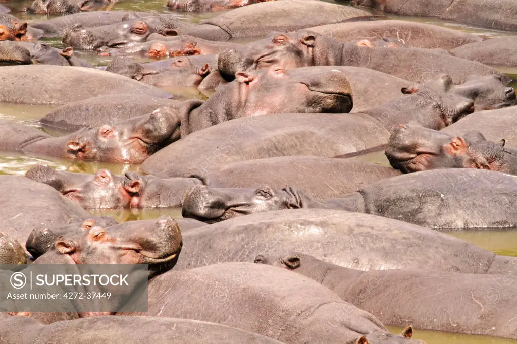 Pod of hippos dozing in the Mara River, Kenya.