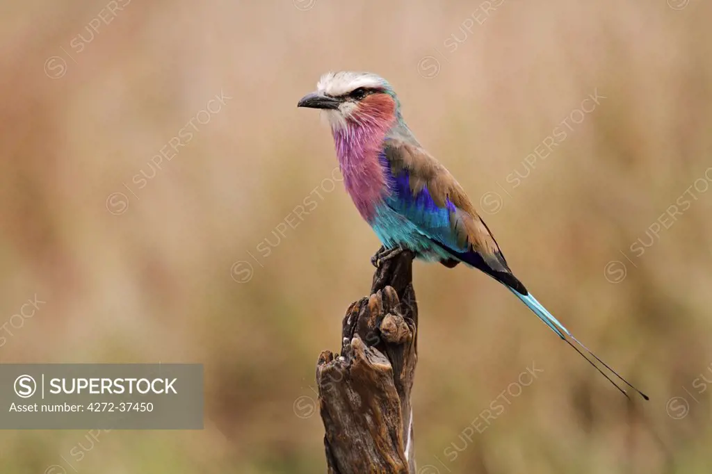 Lilac-breasted roller perched on tree stump in the Masai Mara, Kenya.