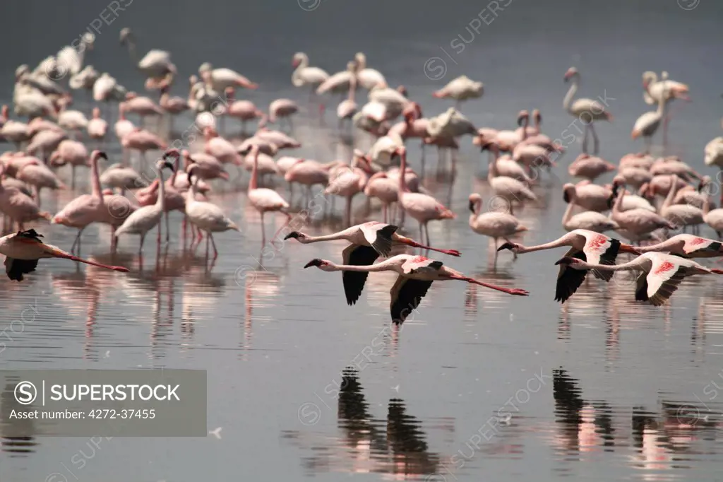 Lesser flamingos at Lake Nakuru, Kenya.