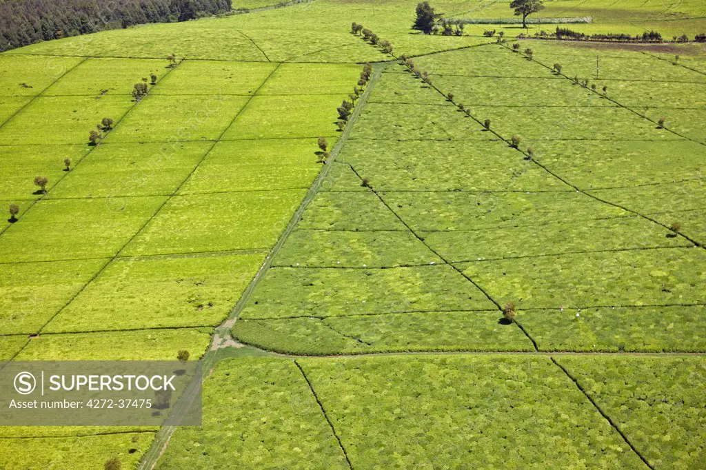 Tea Estates at Limuru.  Tea was first planted in Limuru at the beginning of the 20th century.