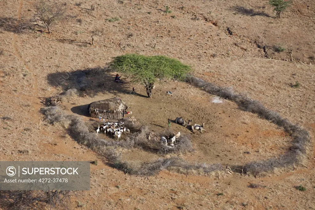 A small traditional homestead of a Samburu family.  The Samburu are semi-nomadic pastoralists who live in northern Kenya.