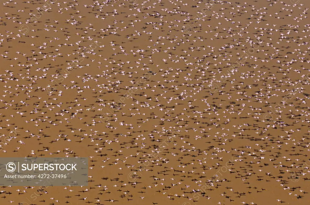 Large flocks of lesser flamingos feed on algae  in the shallow alkaline waters of Lake Logipi, in the Suguta Valley.