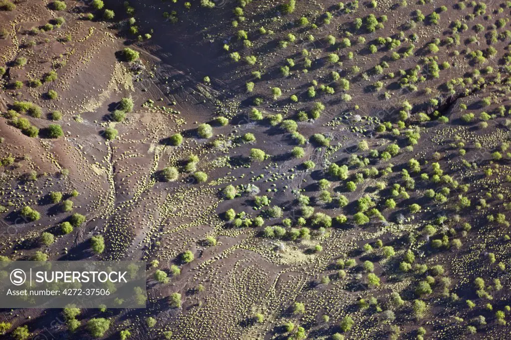 Scrub vegetation and thorny bushes growing on infertile volcanic soil in the semi-arid north of Kenya after a shower of rain.