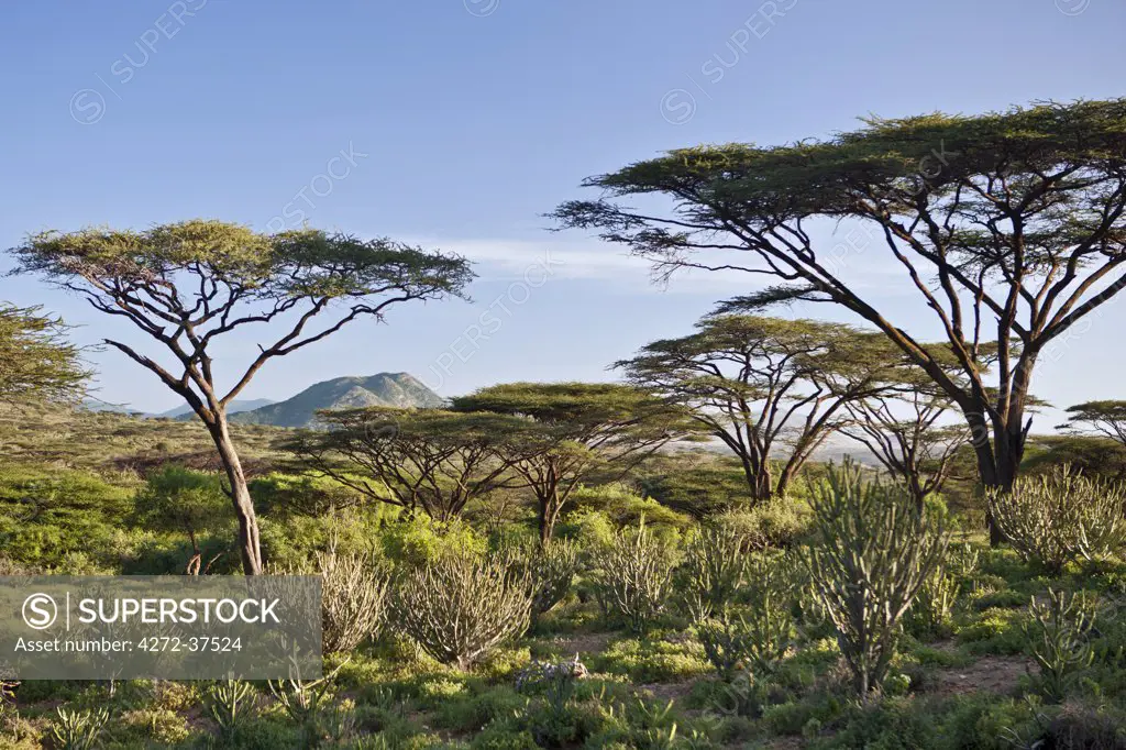 Looking at their best after a season of heavy rain, acacia trees and euphorbia shrubs dot the semi-arid countryside at the foot of Mount Nyiru, near Kowop,