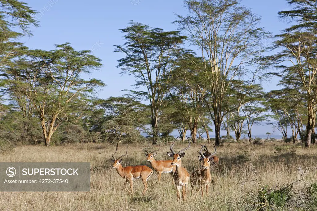 Male Impala at Lake Nakuru National Park. Yellow-barked acacia trees are a feature of the vegetation of this park.