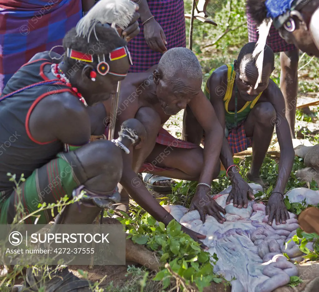 When a Pokot initiate spears an animal during his Sapana ceremony, the elders will carefully inspect the entrails of the slaughtered animal for bad omens.