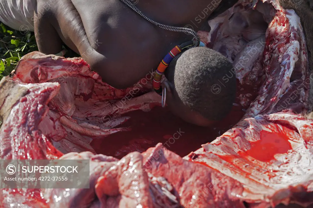 After a Pokot initiate has speared an animal during his Sapana ceremony,  the elders and warriors drink the fresh blood of the animal before the meat is roasted.