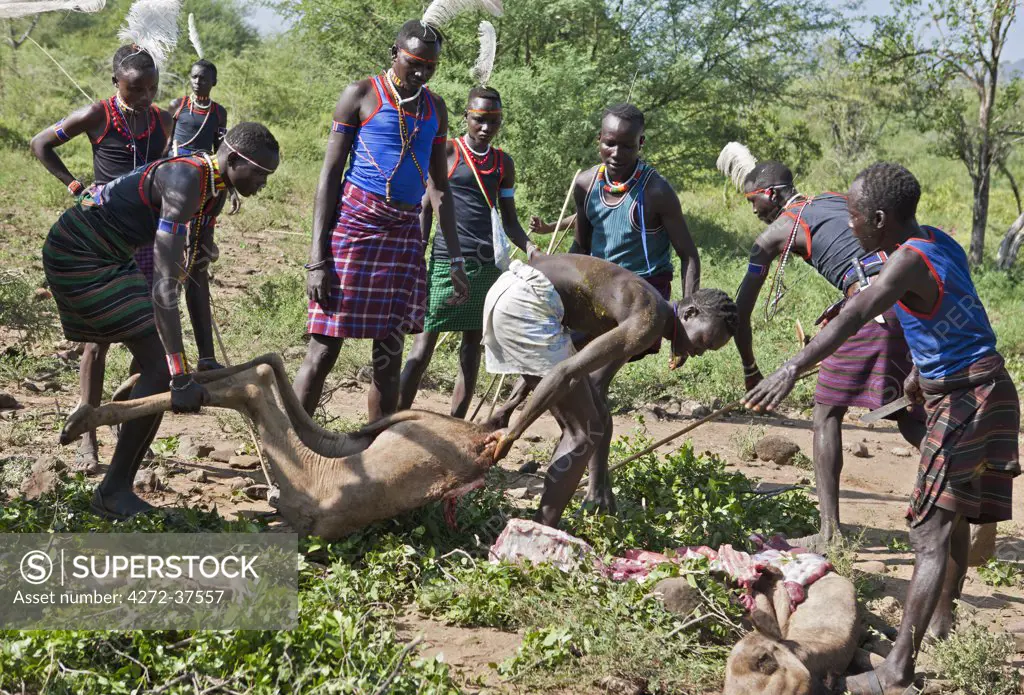 After a Pokot initiate has speared an animal during his Sapana ceremony, the meat will be roasted and apportioned according to tradition
