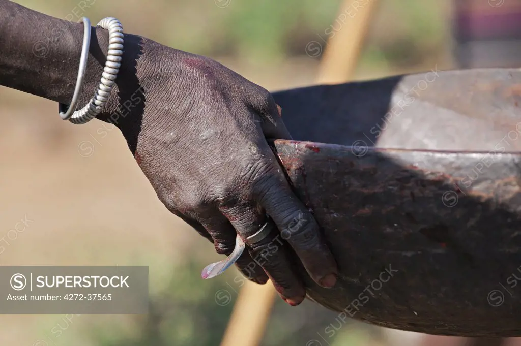 When an animal is speared during a Pokot Sapana ceremony some of its blood will be collected in a wooden bowl to mix with milk later in the ritual.
