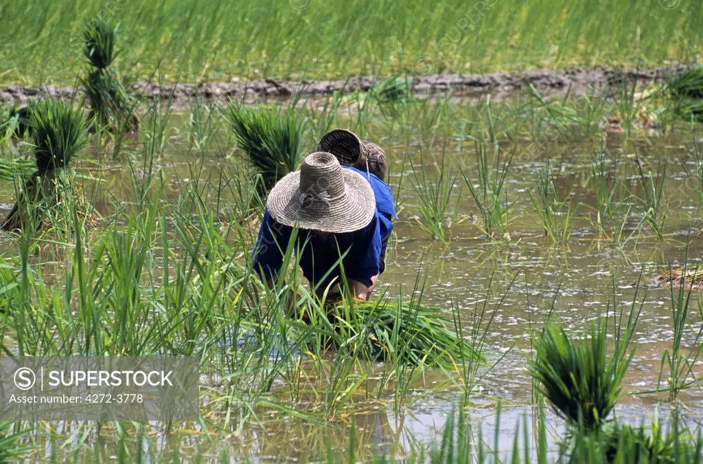 Nr Chengyang village, Guangxi Province A village woman - and member of the Dong minority nationality - tends a rice paddy in mid-summer