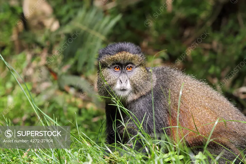 Golden monkey (Cercopithecus mitis kandti) in a grassy clearing in bamboo forest on the slopes of Volcanoes National Park, Rwanda.