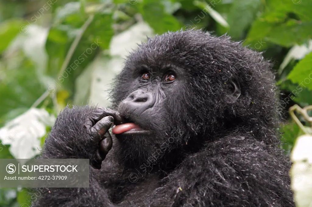 Mountain gorilla looking thoughtful, Kwitonda Group, Mt Gahinga, Volcanoes National park, Rwanda.