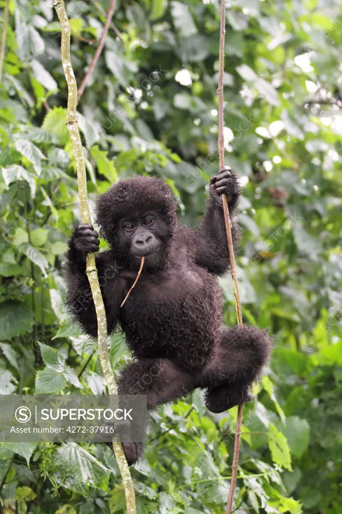 Young mountain gorilla swinging on vines, Kwitonda Group, Mt Gahinga, Volcanoes National park, Rwanda.