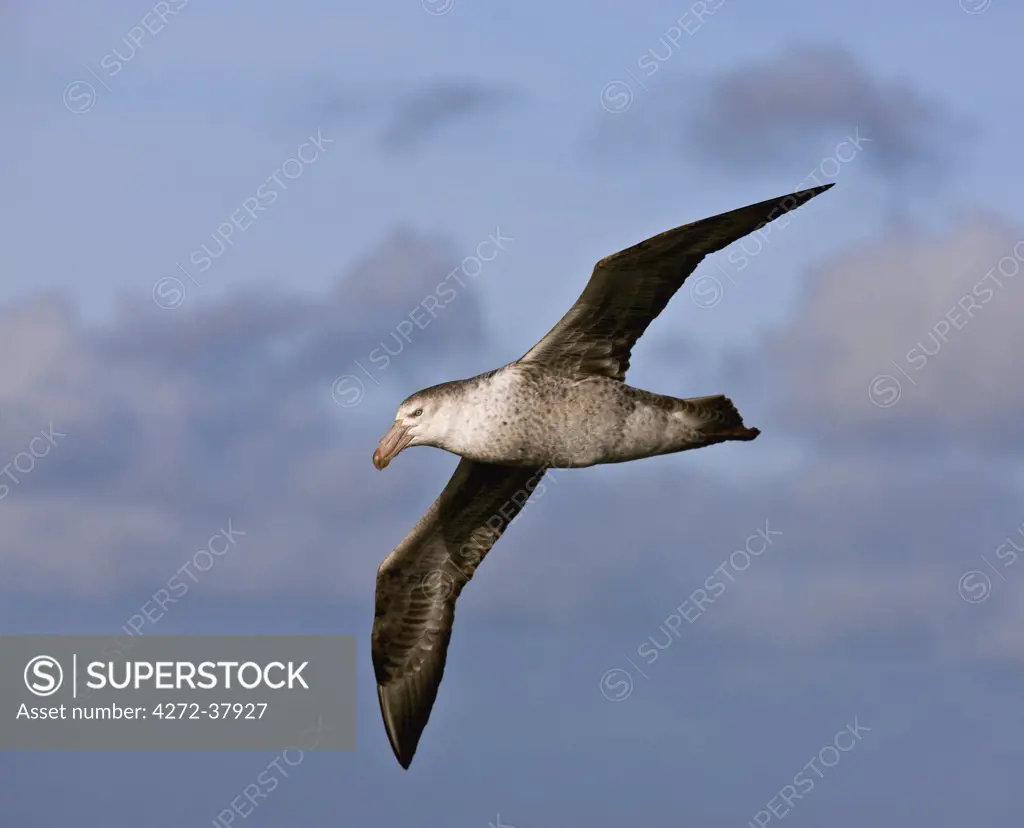 A Northern Giant Petrel in flight off Shag Rocks.  These birds are the size of a small albatross and have a single tubular nostril on the top of the bill.