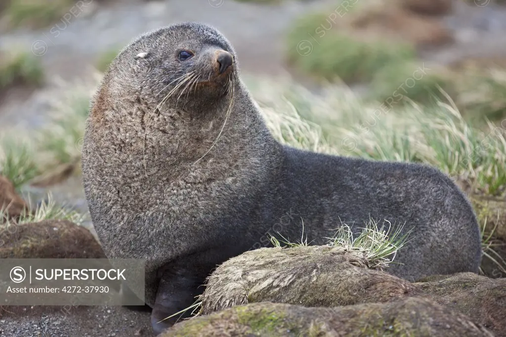 A fur seal in tussock grass at Right Whale Bay near the northeast tip of South Georgia.  The concentrations of fur seals on South Georgia are the densest of any marine mammal in the world.