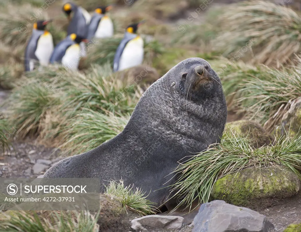 A fur seal in tussock grass at Right Whale Bay near the northeast tip of South Georgia. The concentrations of fur seals on South Georgia are the densest of any marine mammal in the world. King penguins are in the background.