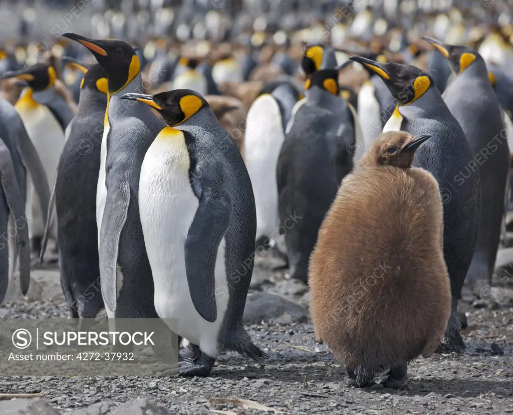 King penguins and an unfledged chick in down feathers at Right Whale Bay near the northeast tip of South Georgia.
