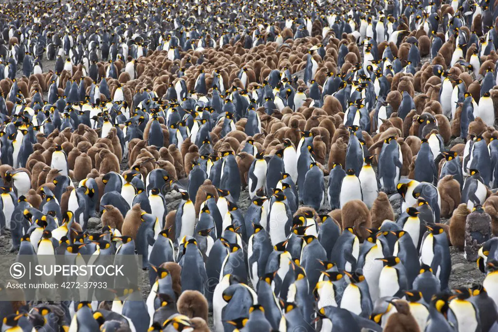 A large colony of King penguins with unfledged chicks in down feathers at Right Whale Bay near the northeast tip of South Georgia.