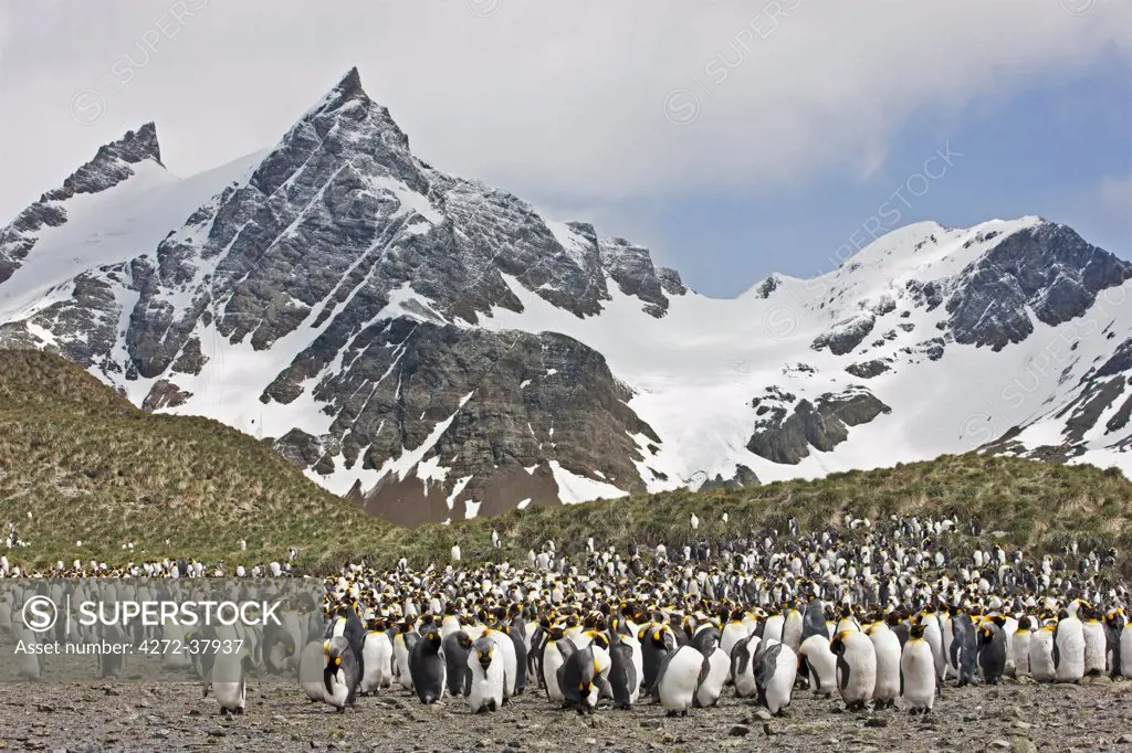 A King penguin colony at Right Whale Bay near the northeast tip of South Georgia.