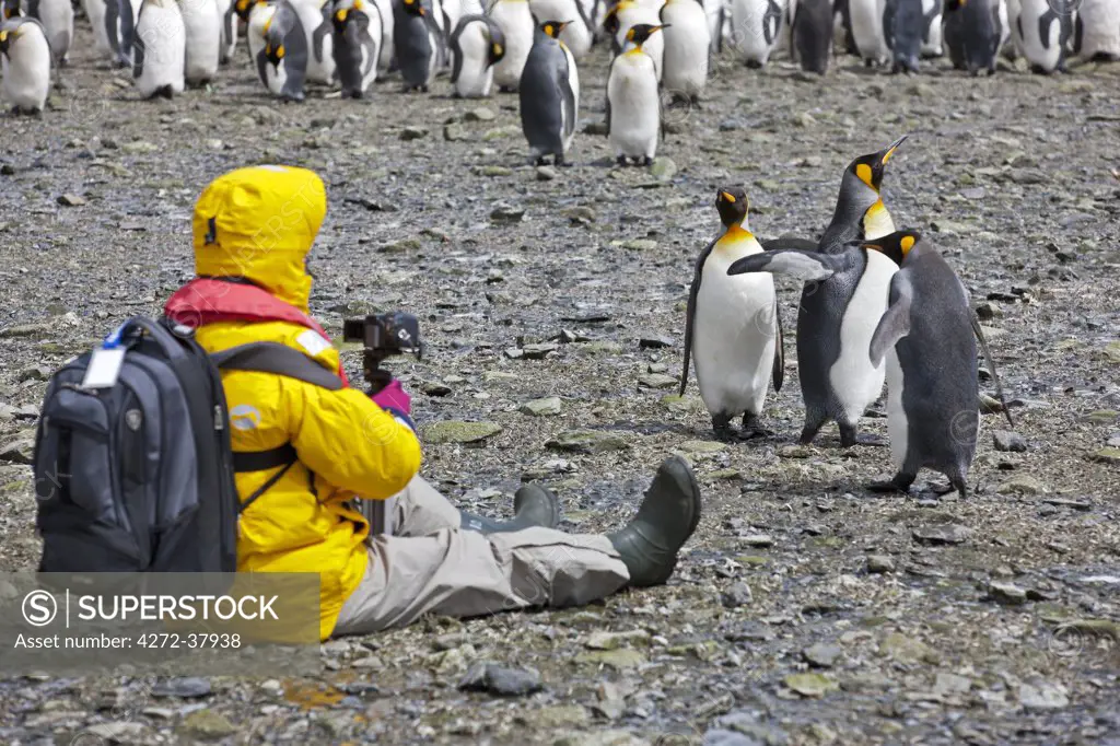 A visitor photographing King penguins at Right Whale Bay near the northeast tip of South Georgia.