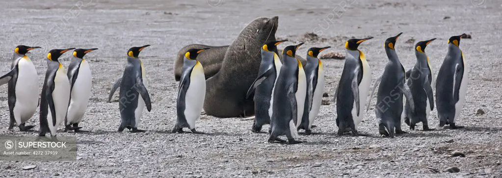King penguins walk in line straight past a fur seal at Right Whale Bay near the northeast tip of South Georgia.