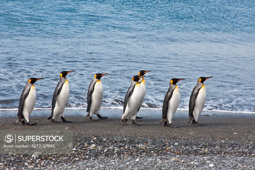 King penguins waddle along the shoreline at Salisbury Plain