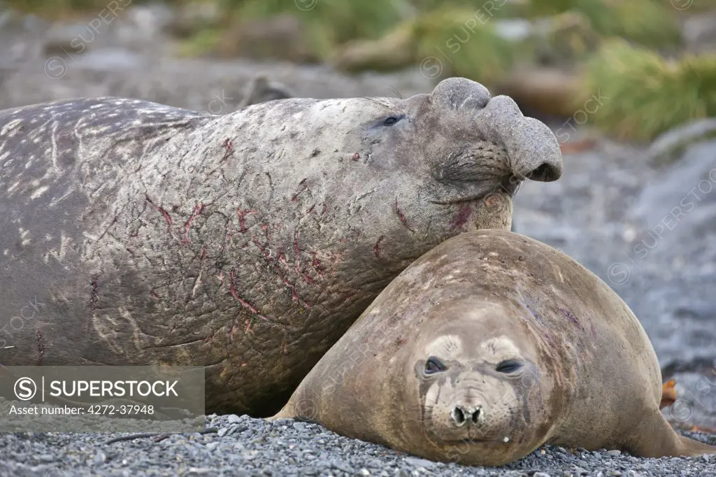 A male and female Southern elephant seal at Salisbury Plain. The males are generally twice as long as females and may be four times heavier. They have what appears to be a trunk protruding from the front of their faces.